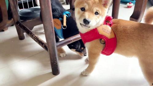 爆料狗狗打架视频播放,一场宠物间的生死较量 第1张 爆料狗狗打架视频播放,一场宠物间的生死较量 第1张